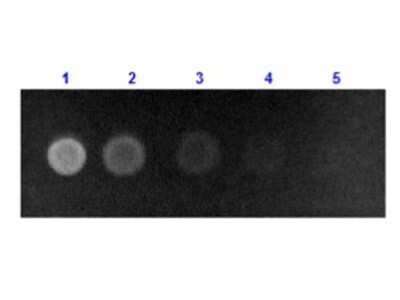 Dot Blot: Human Serum Albumin Antibody [FITC] [NBP2-44227] - Dot Blot results of Rabbit Human Serum Albumin antibody [FITC].Dots are Human Serum Albumin: (1) 100ng, (2) 33.3ng, (3) 11.1ng, (4) 3.70ng, (5) 1.23ng. Primary Antibody: none.Secondary Antibody: Rabbit Anti-Human Serum Albumin Antibody FITC at 1ug/mL in 1% Fish Gel 1hr RT.Imaged with BioRad ChemiDoc, Fluorescein filter.
